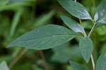 Loomis' mountainmint